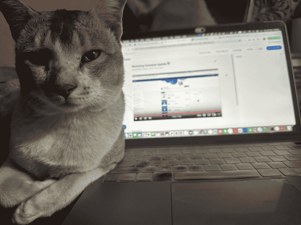 Homer the cat keeping Mo company while writing Gadgets Feed